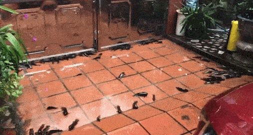 Video: Đàn cá rô hàng trăm con lúc nhúc trên sân nhà sau trận mưa lớn