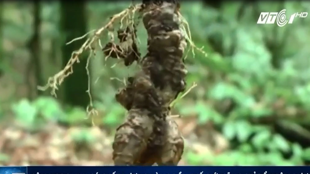 Cả xã đổ xô vào rừng đào bới loại củ đắt như vàng ròng ở Tuyên Quang