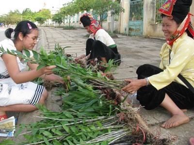 'Bướm đại ngàn': Giật mình cây lan 20 cm giá 1,1 tỷ đồng