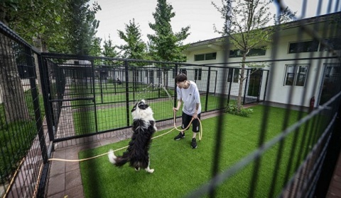 Dành hết tiền tiết kiệm để xây biệt thự cho chó