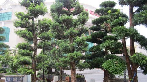 Các loại cây cảnh trang trí nhà hợp phong thủy cho người mệnh Mộc