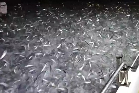 Kỳ lạ cảnh hàng chục ngàn con cá nhảy rào rào lên thuyền câu