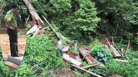 Clip Hat trưởng Kiểm lâm