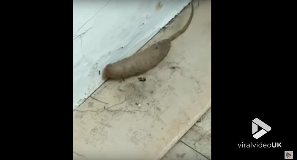 Giun đuôi chuột ở Anh