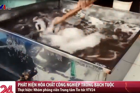 Bạch tuộc bẩn tuồn vào loạt nhà hàng nổi tiếng ở Hà Nội