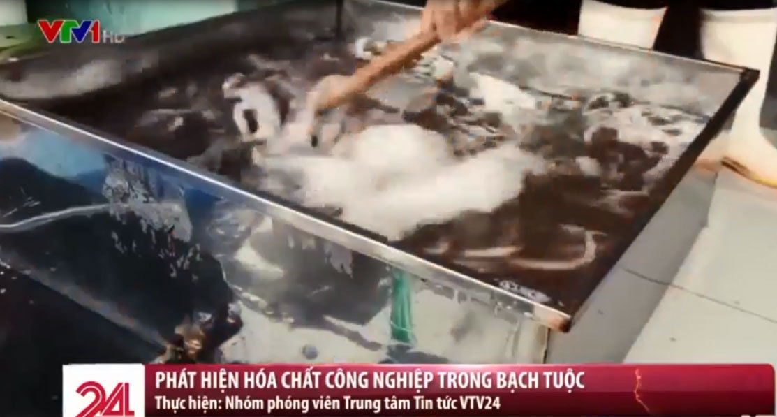 Bạch tuộc bẩn tuồn vào loạt nhà hàng nổi tiếng ở Hà Nội