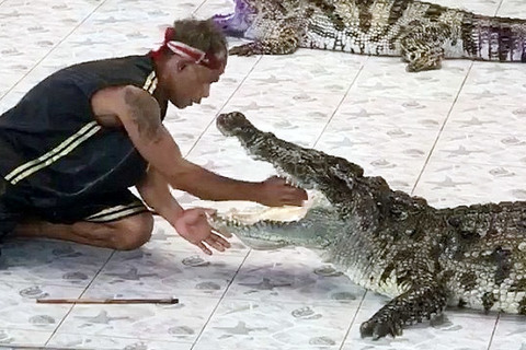 Tai nạn kinh hoàng của nghệ nhân huấn luyện cá sấu