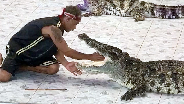 Tai nạn kinh hoàng của người huấn luyện cá sấu