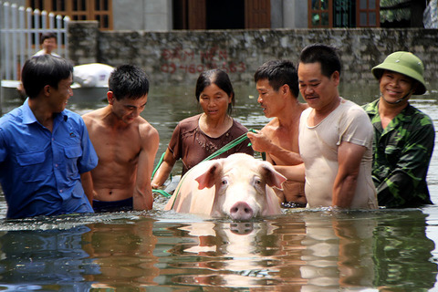 Lụt lịch sử ở Chương Mỹ: 'Hộ tống' lợn chạy khỏi xóm 3 không