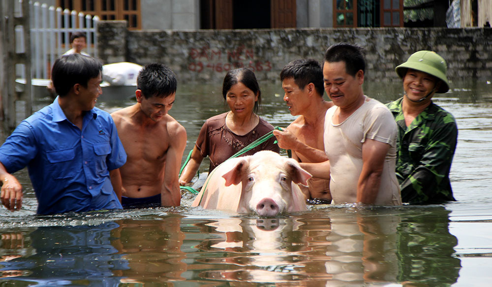 Lụt lịch sử ở Chương Mỹ: 'Hộ tống' lợn chạy khỏi xóm 3 không
