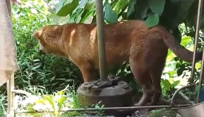Chú chó ăn rau răm ngon lành khiến cô chủ ngạc nhiên