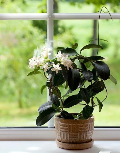 Những loại cây trồng tốt nhất cho từng căn phòng trong nhà bạn