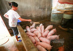 Vợ chồng ông chủ ngày ngày chèo thuyền thăm 100 con lợn đi lánh lũ