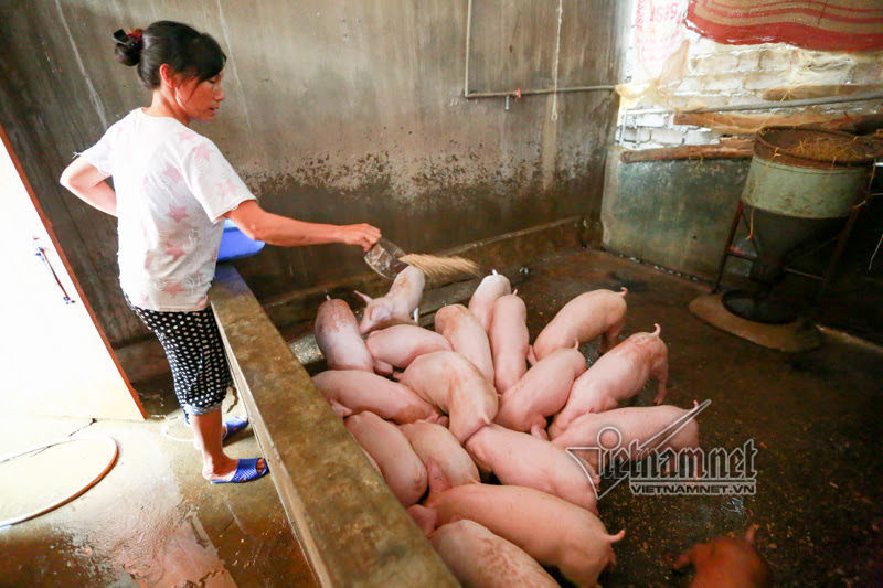 Vợ chồng ông chủ ngày ngày chèo thuyền thăm 100 con lợn đi lánh lũ