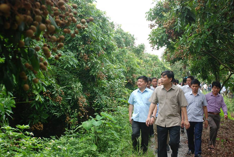 Chủ tịch huyện mỗi ngày dành 2 tiếng đồng hồ đi bán nhãn