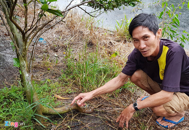 Sự thật việc cây cam bị khoan lỗ, tiêm thuốc kích thích ở miền Tây