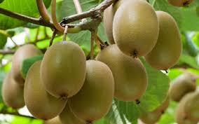 Biết chọn mua kiwi, sức khỏe ngày một tốt