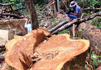 Xẻ thịt 23 cây dổi đại thụ, chèo kéo người nơi khác đến phá rừng