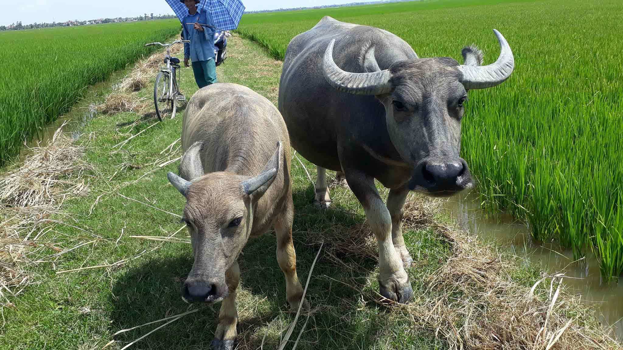 Như Thanh Hóa, trâu bò ở Quảng Bình ra đồng ăn cỏ cũng phải đóng phí