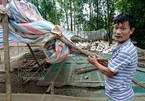 Hà Nội: Xót xa đàn vịt tan tác sau ngập lụt