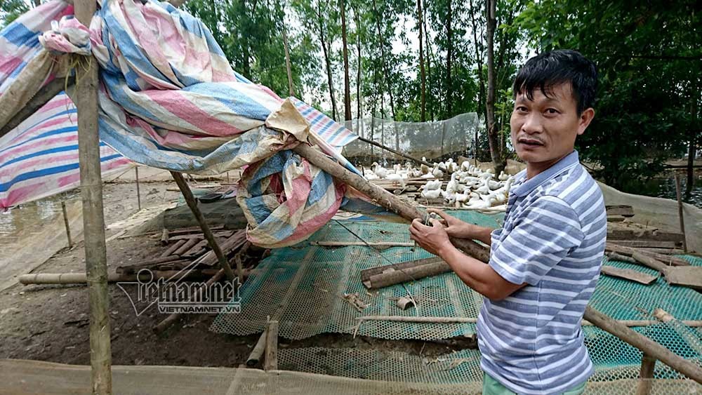 Hà Nội: Xót xa đàn vịt tan tác sau ngập lụt