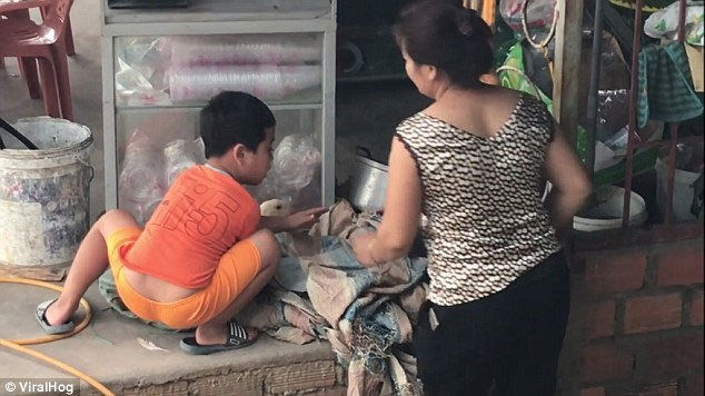 Video cậu bé Việt cứu vịt lên báo Anh