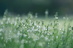 Bị nhà chồng hủy hôn sau 8 năm mòn mỏi đợi chờ