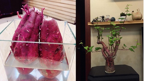 Cô nàng trồng khoai lang theo phiên bản bonsai gây bất ngờ