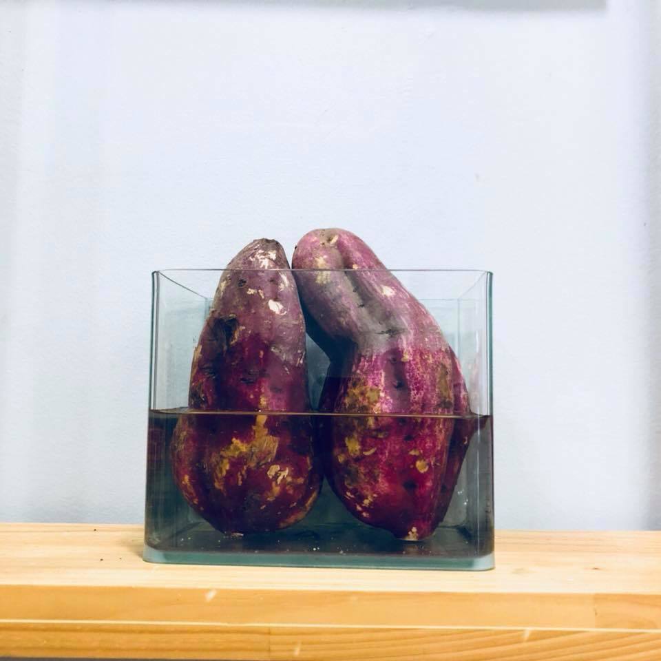 cach trong khoai bonsai