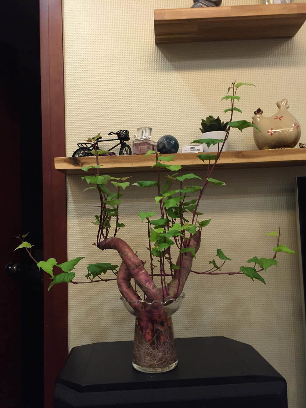 trong khoai bonsai