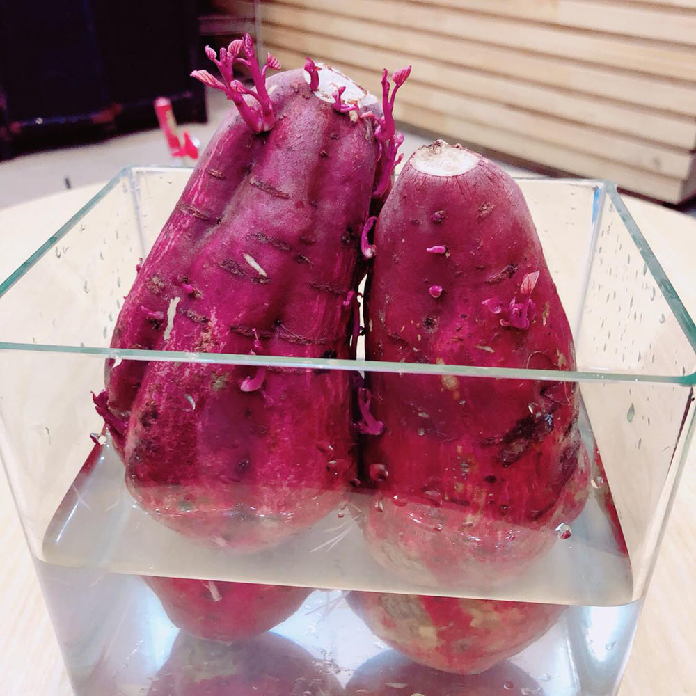 khoai lang bat dau moc mam