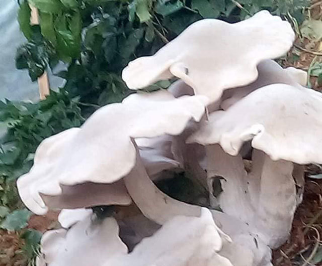 Cây nấm lạ khổng lồ màu trắng tinh gây xôn xao ở Sơn La