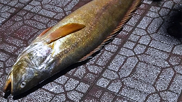 Cà Mau: Bắt được con cá tưởng đã tuyệt chủng, định giá bằng vàng, lùng mua từng con