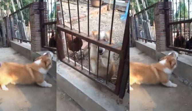 Chó cậy gần nhà là có thật