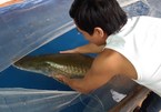 Tây Ninh: Con cá hải tượng nặng gần 30kg đã chết, gia đình xẻ thịt bán