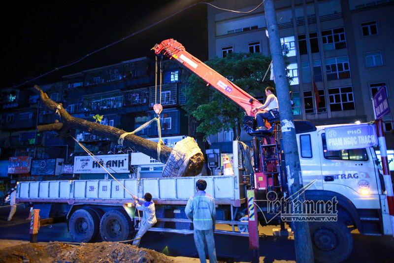 Cây xanh phố Phạm Ngcoj Thạch