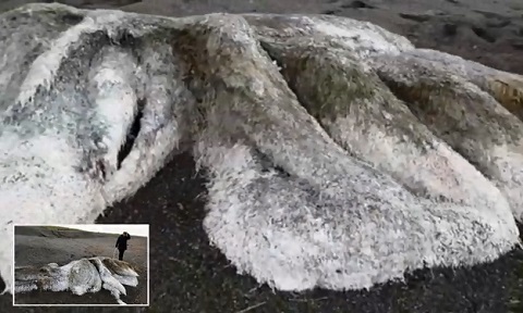 Sinh vật lông lá bí ẩn dạt vào bờ biển Nga