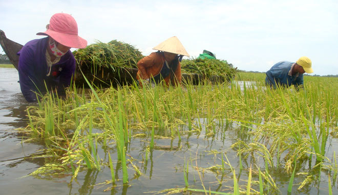 Hỗ trợ tới 90% phí bảo hiểm nông nghiệp cho hộ nghèo
