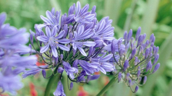 Tử vi 12 cung hoàng đạo ngày 17/8