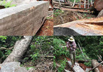 Nghệ An thông tin về rừng sa mu trăm tuổi 'ứa máu' trên đỉnh Phu Lon
