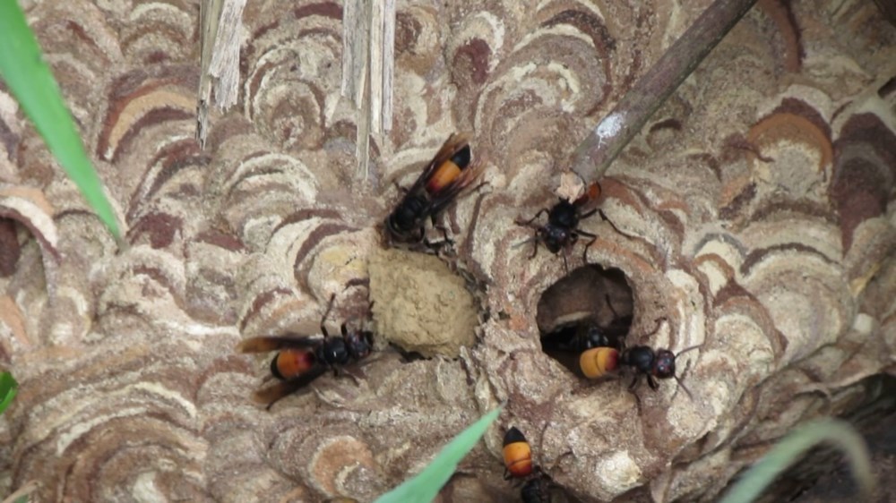 Hãy cảnh giác với những con ong vò vẽ nguy hiểm khi đi ngang qua. Xem hình ảnh để nắm bắt tình huống và biết cách tránh xa ong vò vẽ nhé!