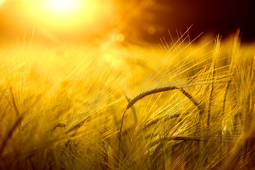 TH true MALT- ‘trang mới’ của ngành đồ uống VN