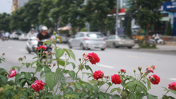 ‘Con đường hoa hồng’ đầu tiên tuyệt đẹp giữa Hà Nội