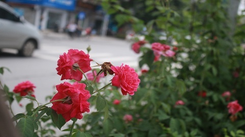 “Con đường hoa hồng” đầu tiên ở Hà Nội