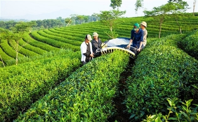 Trung Quốc mượn tên công ty Việt tranh mua trà ở Việt Nam