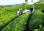 Trung Quốc mượn tên công ty Việt tranh mua trà ở Việt Nam