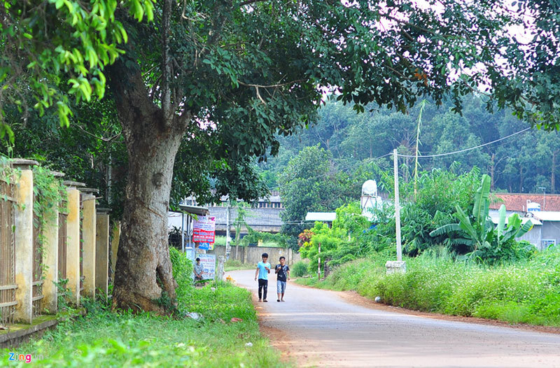 Vườn cao su 112 năm tuổi của người Pháp còn sót lại ở Việt Nam