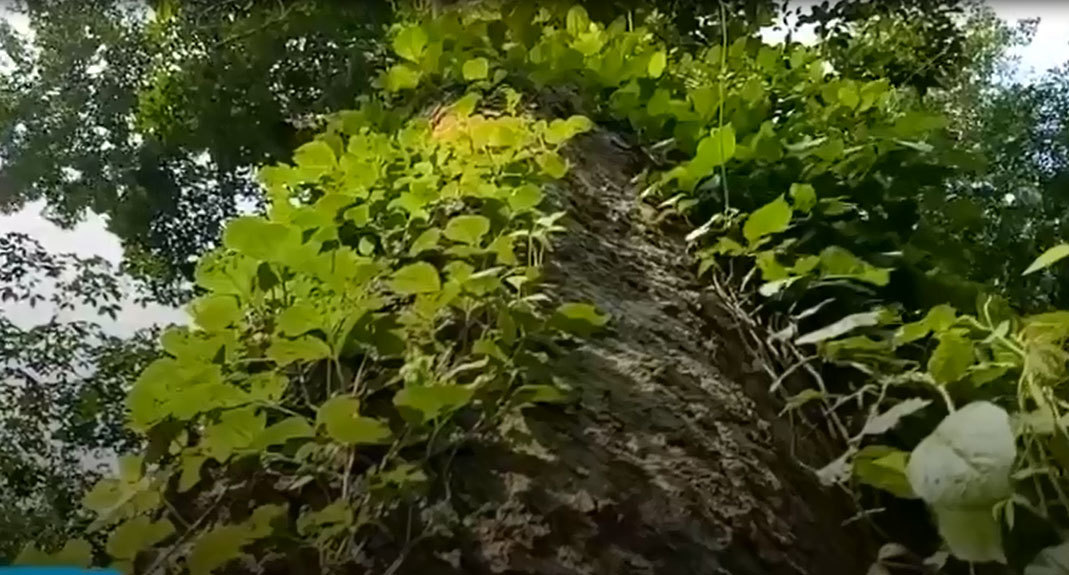 Vườn cao su 112 năm tuổi của người Pháp còn sót lại ở Việt Nam