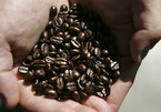 Giá cà phê hôm nay 29/8: Quanh mốc 33.000 đồng/kg