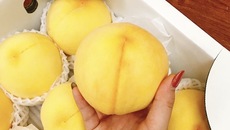Vu lan báo hiếu: Kính bố mẹ cặp đào vàng mặt trời mọc giá tiền triệu Vu lan báo hiếu: Kính bố mẹ cặp đào vàng mặt trời mọc giá tiền triệu